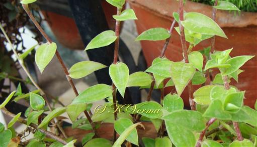  Stem